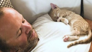 Photo of Kitten Becomes Obsessed With His Dad And Does Everything With Him