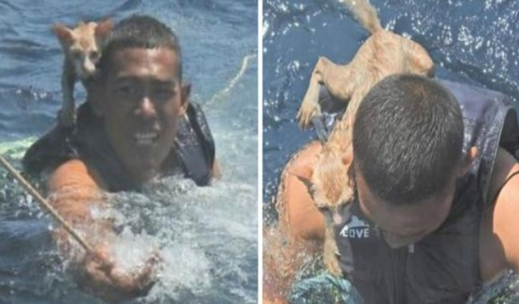 Photo of Thai Navy Officer Jumps Into Water To Rescue Four Cats From A Rapidly Sinking Ship