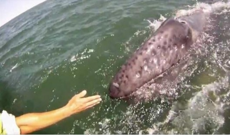 Photo of Mother Gray Whale Lifts Her Calf Out Of The Water To Let Boaters Pet Her