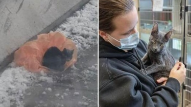 Photo of Kitten Rescued From Snowy Freeway Loves To Be Held And Cuddled