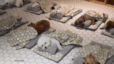 Photo of Photos Of Sleeping Pups In A Puppy Daycare Center Are Taking Over The Internet