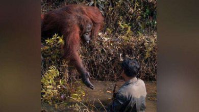 Photo of Wild Orangutan Offers His Hand To Help Man Get Out Of Snake-Infested Waters