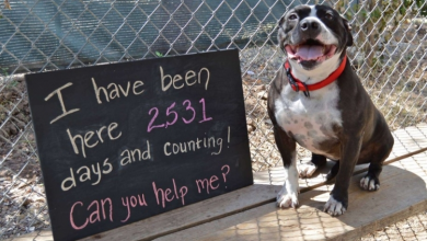 Photo of Old shelter dog makes a desperate plea for a family: ‘I have been here 2,531 days’
