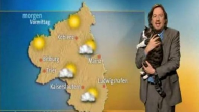 Photo of Cat Interrupts German Weather Broadcast And Demands Cuddles