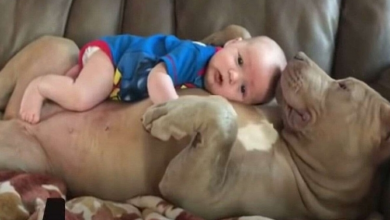 Photo of Dad defends pit bulls after being criticized for letting them nap with his baby