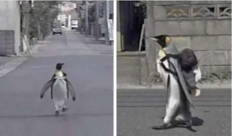 Photo of Adorable Penguin in Japan Walks Into Town To Get a Fish From His Local Market