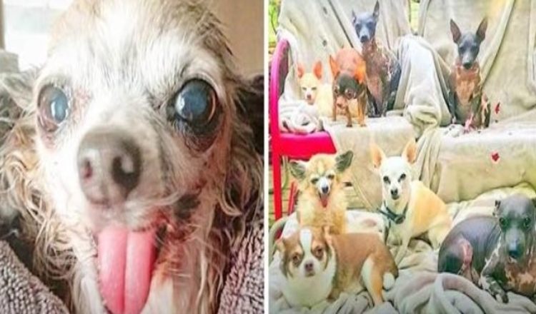 Photo of Woman Saves 20 Special Needs Dogs From Eliminate List, Says Her Mission Is Not Over