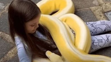 Photo of Father Accepts Young Daughter’s Relationship With 16-Foot Python