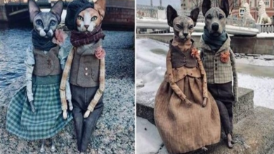 Photo of Talented Artist From Moscow Creates Realistic Dolls Of Sphynx Cats And Dogs