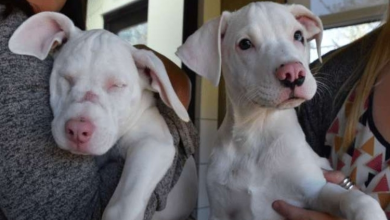 Photo of Blind, Deaf Shelter Puppy And Her Guide Dog Brother Are Looking For A Home