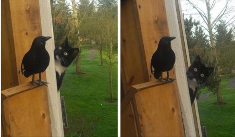 Photo of A Curious Cat Think Everything Is Fake And Questioned Things Around, All Because He Found A Fake Bird