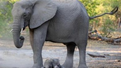 Photo of Baby Elephant Can’t Find Its Feet – Seconds After Birth