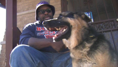 Photo of Stolen service dog, Lucca, returned to his blind owner, Kevin Coachman, after Harvey backyard theft