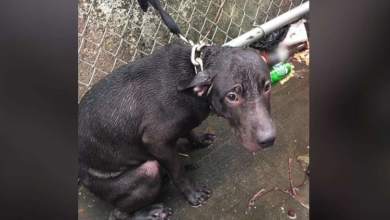Photo of Officer Finds Dog Tied Out in the Cold Rain and Decides to Give Him a Forever Home