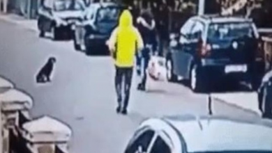 Photo of Dog saves woman from getting robbed