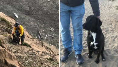 Photo of Firefighter Abseils Down Craggy Cliff To Save Puppy’s Life