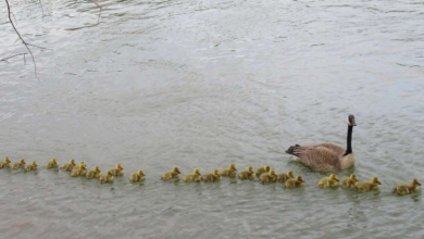 Photo of Mother Goose Takes Care Of 47 Babies And Keeps Them All Safe