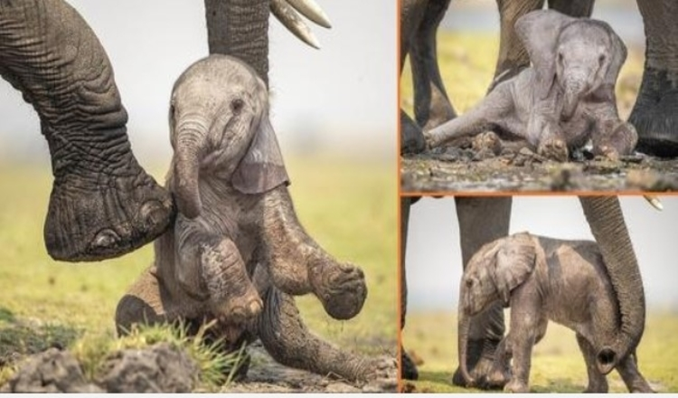 Photo of Adorable Moment A Mother Elephant Puts Baby Back On Its Feet After Tumble