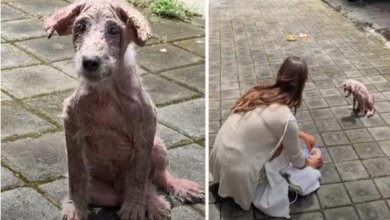 Photo of Naked Street Pup Needed A Lifeline, And One Arrived In The Form Of A Human