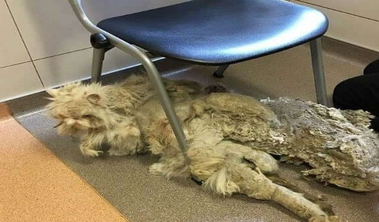Photo of Neglected Cat Gets The Makeover After Being Freed From 5 Pounds Of Matted Fur