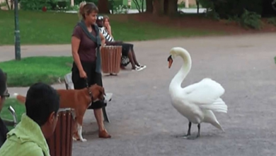 Photo of Massive Swan Confronts Innocent Dog At The Park