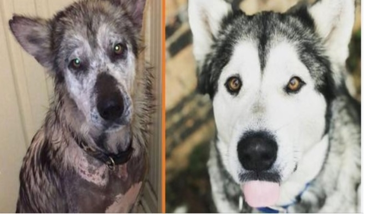 Photo of Neglected Alaskan Malamute Makes Incredible Recovery – Looks Completely Different