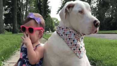 Photo of Deaf Great Dane Finds A Loving New Home And A Toddler Best Friend
