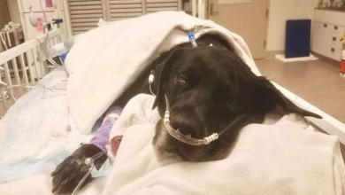 Photo of Boone, Iowa animal shelter helped save pregnant, senior dog; 21 puppies die