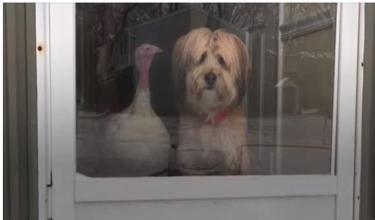 Photo of Dog And Turkey Became Best Friends And Had To Be Together