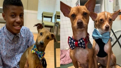 Photo of 13-year-old boy sews bow ties in adorable effort to help shelter animals get adopted