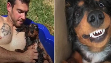 Photo of Rescue Dog Heals a Guy’s Broken Heart