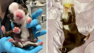 Photo of Puppy Born With Six Legs And Two Tails Survived Miraculously And Is Still Thriving