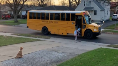 Photo of Puppy Makes Sure His Kids Get On School Bus Every Morning