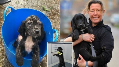 Photo of Badger the spaniel who was found dump.ed in a bucket as puppy training as a police sniffer dog