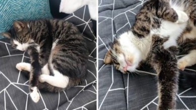 Photo of Couple’s New Home Comes with Cat