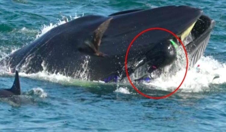 Photo of Diver Finds Himself Inside The Mouth Of Massive Whale
