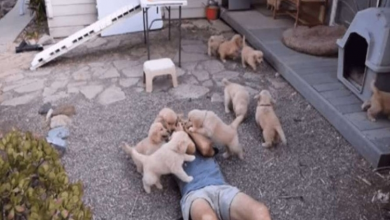 Photo of Man Gets Lovingly Attacked By Several Friendly Golden Retriever Puppies