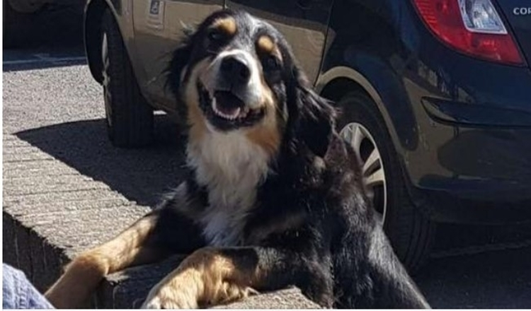 Photo of Dog Shows Up At School Every Day So People Will Pet Him