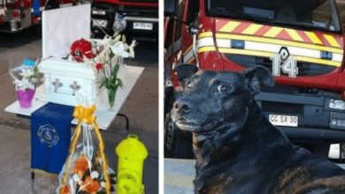 Photo of Firefighters Celebrate The Life Of Their Station Dog With Beautiful Ceremony