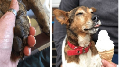 Photo of Woman creates dog ‘hospice’ to give dogs love and dignity in their final moments