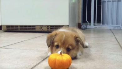Photo of Corgi Puppy Meets Mini Pumpkin And His “Attack” Is Heart Gushing