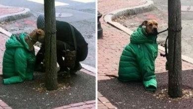Photo of Mom Gives Dog Her Own Coat So He Stays Warm Waiting Outside