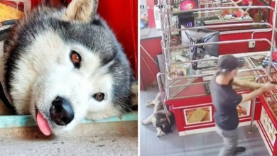 Photo of Guard Dog Slept Comfortably Without Guilt Through Staged Armed Robbery