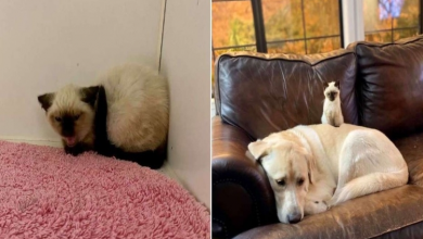 Photo of Grumpy Siamese Kitten Transforms With Help From Yellow Lab