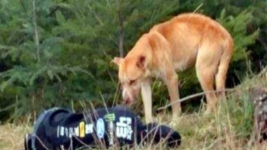 Photo of Aban.do.ned Dog Finds Woman Lying Motionless, Comes Closer To “Check On Her”