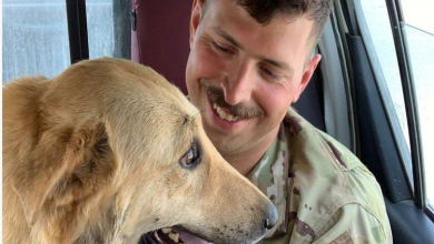 Photo of Soldier Reunites with Dog He Met in Iraq, Brings Him Home to U.S.