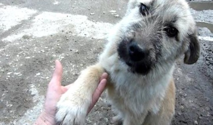 Photo of Puppy Abandoned On A Busy Road Offers His Paw Asking To Be Rescued
