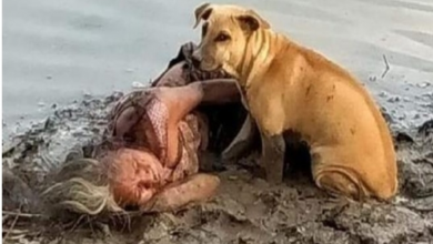 Photo of Strays Found Guarding Blind Elderly Woman Asleep By River