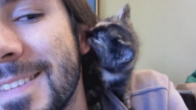 Photo of Cute Tiny Kitten Shows Her Dad Love By Giving Him Lots Of Kisses