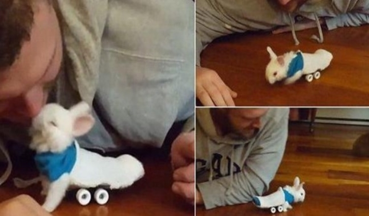 Photo of Paralyzed Bunny Gets A Tiny Skateboard Wheelchair To Move Around